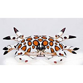 COUSSIN PELUCHE CRABE FLORIDE CALICO CRAB 60 CM COUSSIN PELUCHE CRABE FLORIDE CALICO CRAB 60 CM