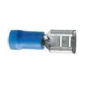 10 COSSES CLIP BLEU FEMELLE