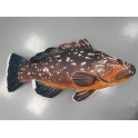 COUSSIN PELUCHE POISSON MEROU 100 CM