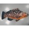 COUSSIN PELUCHE POISSON MEROU 100 CM