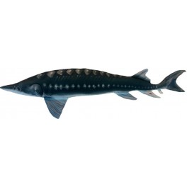 COUSSIN PELUCHE POISSON ESTURGEON 125 CM COUSSIN PELUCHE POISSON ESTURGEON 125 CM