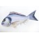 COUSSIN PELUCHE POISSON DORADE 60 CM - GILTHEAD SEA BREAM