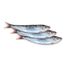SARDINE APPAT BOITE SARDINE APPAT BOITE
