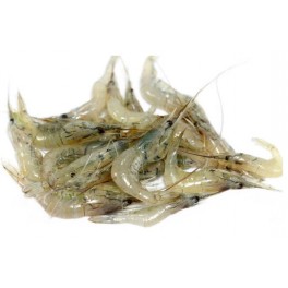 CREVETTES APPATS BOITE CREVETTES APPATS BOITE